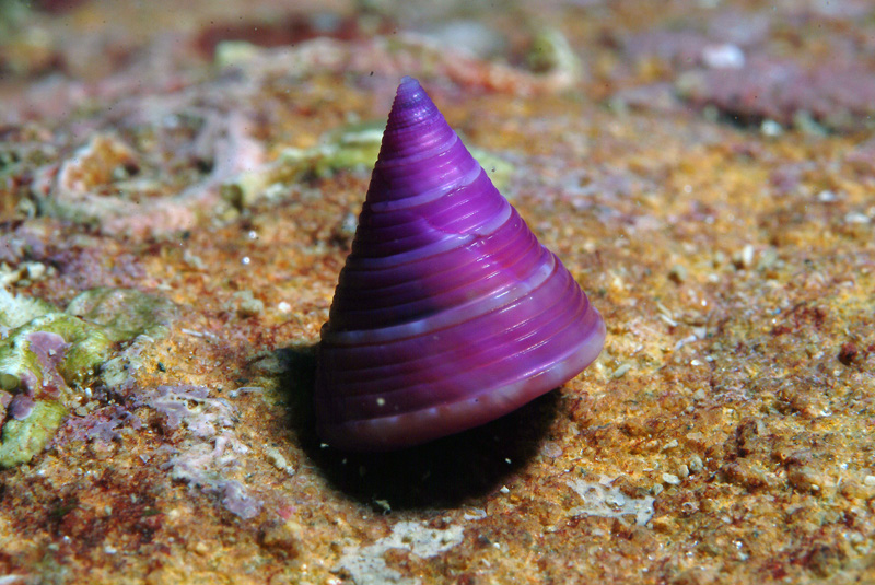 Calliostoma sp.